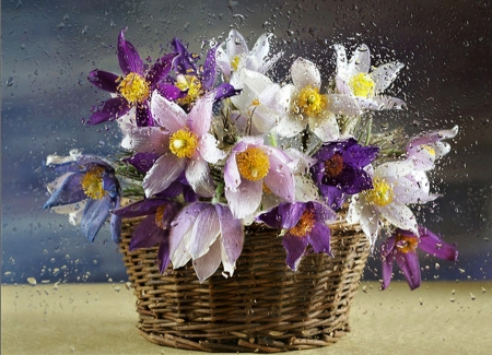 Purple Love - white, purple, basket, flower