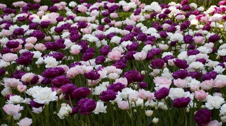 Flowers - white, fllower, nature, purple