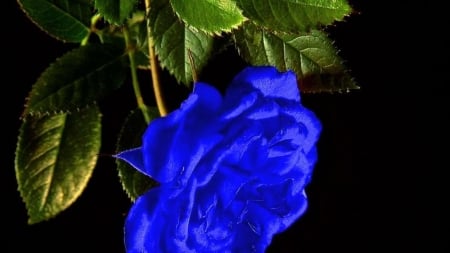 Blue Rose - nature, rose, blue, flower