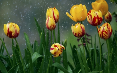 In the Rain - tulips, wet, flowers, rain