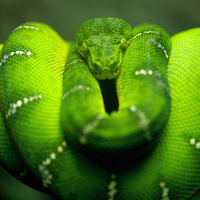 green snake