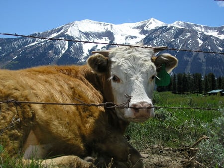 Untitled Wallpaper - brown cow, tagged ear, white face, barbed wire