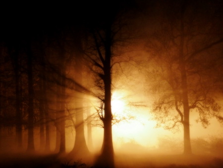 Orange Mist through the Forest - forest, woods, night, fog, orange, jhj, sunrise, mist