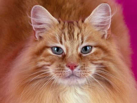 Untitled Wallpaper - pretty kitty, orange cat, cats, kitten