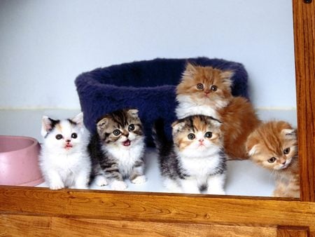 Untitled Wallpaper - cats, kitten, cutest kitties ever