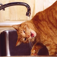 Thirsty Tabby