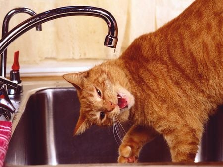 Thirsty Tabby - drink, cat, water, sink, funny