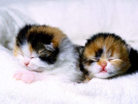 Untitled Wallpaper - cats, nice, kitten