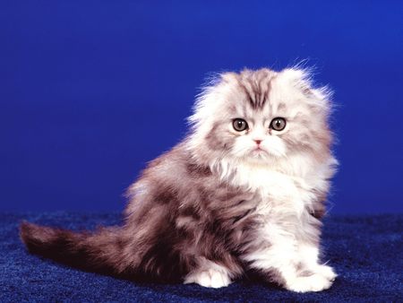 Untitled Wallpaper - cats, nice, kitten