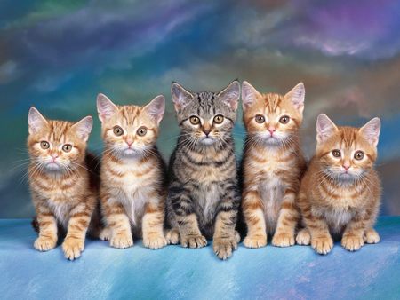 Five Cute Kittens - fluffy, kittens, five, kitties, paws, reflection, cool, cute, look, tabby, adorable, pet, row, with, kitten, cats, animal, gang, sweet, friends