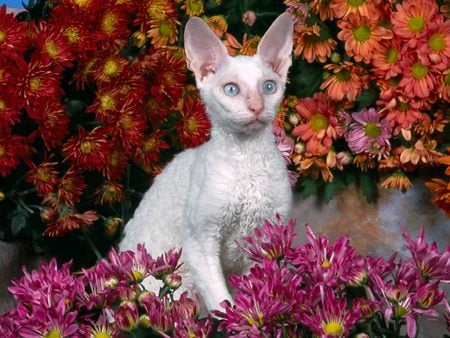 Untitled Wallpaper - cats, devon rex, kitten