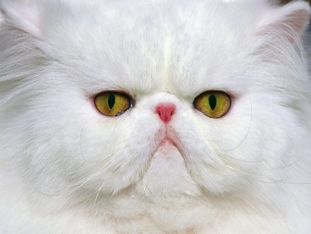 Persian Personality Up Close - persian, white, cat