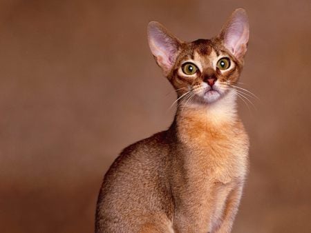 Untitled Wallpaper - abyssinian, beautiful abyssinian cat, cat, kitten