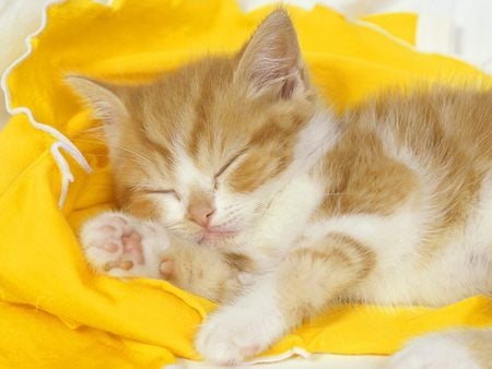 Sleeping Kitten