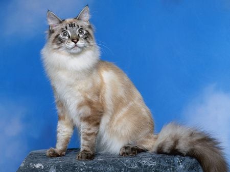 Untitled Wallpaper - beige and gray cat, cats, kitten