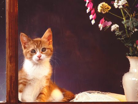 Untitled Wallpaper - kittens, cats, kitten