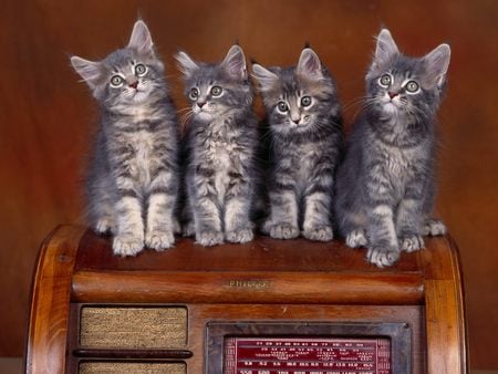 Untitled Wallpaper - unresistable coon kittens, nice