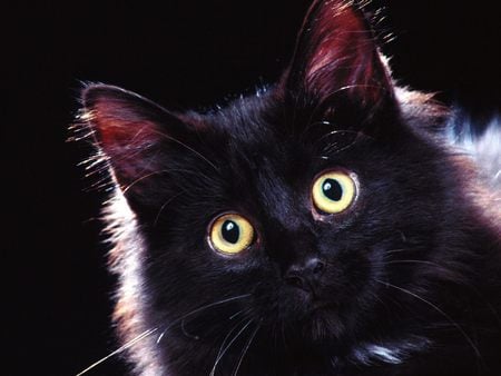 Black Cat (Halloween) - halloween, black cat, cat, on black, cats, cute, black, kitten