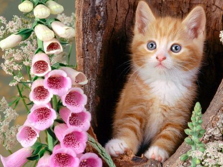 Ginger Cat - foxgloves, cat, feline, pet, lovely, kitten, pretty, pink, reddish, cats, animal, flowers, cute, friendly, little