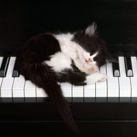  Piano and Kitten