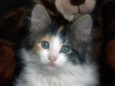 Untitled Wallpaper - calico kitten, cats, kitten