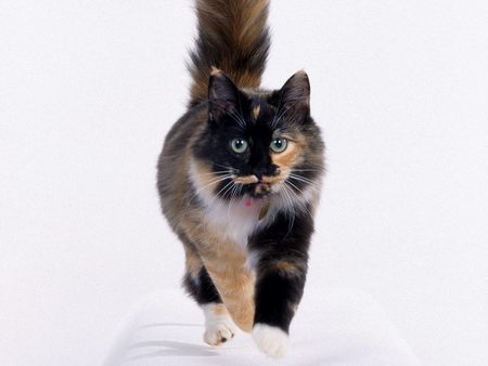 Untitled Wallpaper - patched, cat, cats, calico, kitten