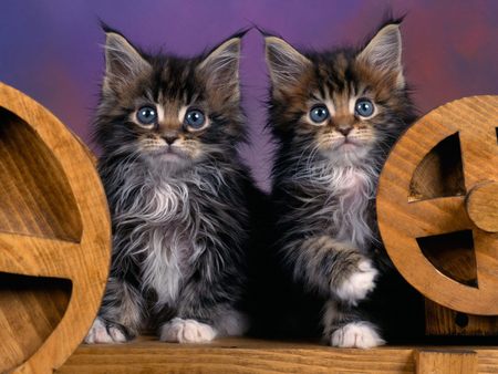 Silver Mackeral Tabby Maine Coon Kittens - tabby, silver, mackeral, cats, maine coon, kittens, gatitos