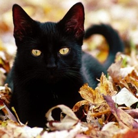 Black Cat - Autumn Leaves