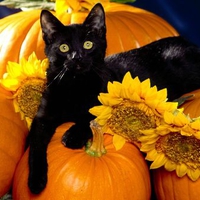 Halloween Black Cat on a Pumpkin