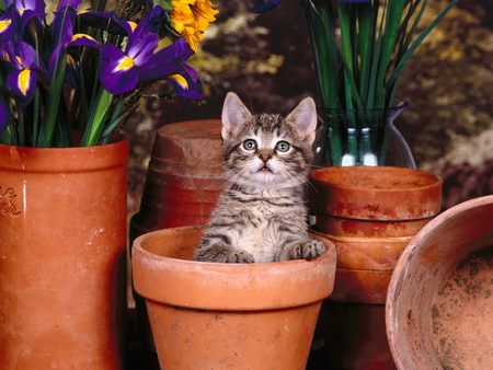 Untitled Wallpaper - cat, cats, flower pot, spring, kitten