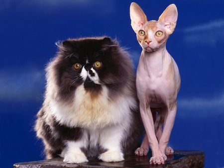 Untitled Wallpaper - cats hairless