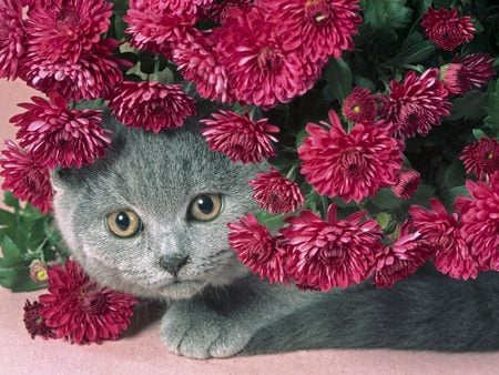 A Fat Gray Cat - kitten in flowers, cat, cats, eyes, animal, flowers, gray, kitten