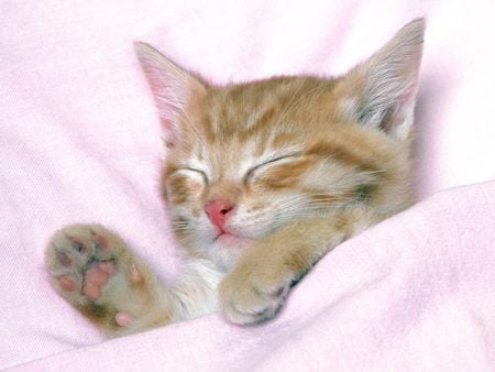 Untitled Wallpaper - sleeping, pink dreams, pink, kitten