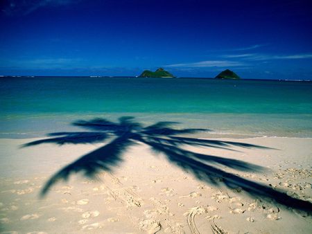 Palm Tree Shadow - Lanikai Beach - Oahu, Hawaii - plam tree by the sea, horizon, beach, sky, palm tree, hawaii, oahu, lanikai beach, palm tree shadow, footprints in the sand, sea, shadow