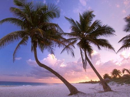 Exotic beach near Cancun, Mexico - summer, just going with the flow, beautiful, beach, rest, palms, amazing, ocean, palm trees, vacation, nature, sunset, colorful, exotic, purple, mexico, sky, dusk, nice, clouds, cancun, sands, lovely, trees, sea