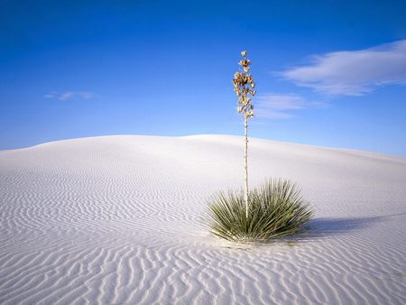 Untitled Wallpaper - lone plant, white sands, new mexico