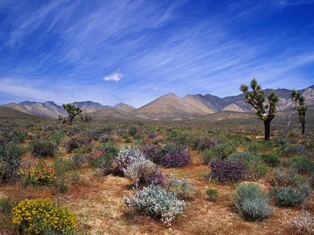 Untitled Wallpaper - desert bloom, after the rain, california