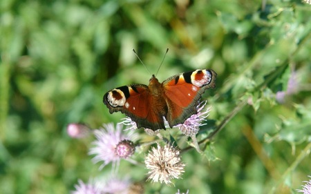 butterfly_widescreen_01 - widescreen, nature, druffix, butterfly, animals