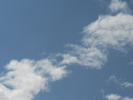 summer clouds - clouds, summer, druffix, tree, sun, sky, desktopart