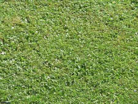 grass green - nature, green, druffix, grass, field, simple