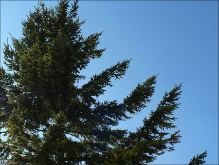 big tree - windows, sky, druffix, sun, vista, summer, windows vista, xp, forest, clouds, tree, desktopart