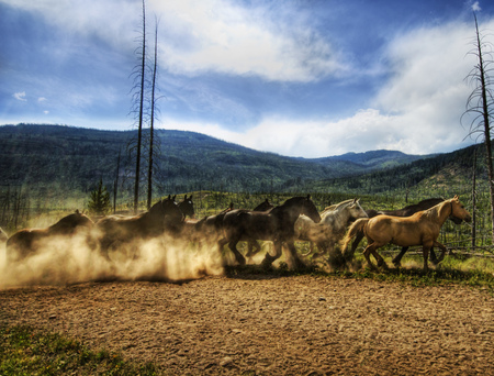 Heard of horses  - horses, montana, heard, animals, stallions