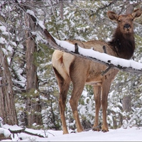 Elk in Winter