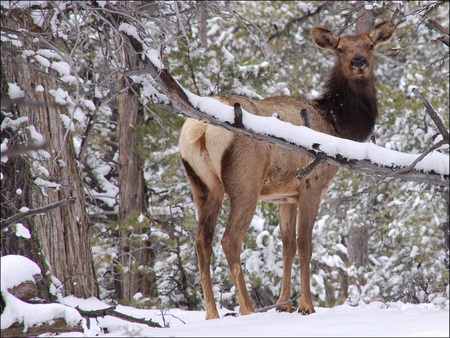 Elk in Winter - winter, snow, reh, elk druffix, forest, wild, animals