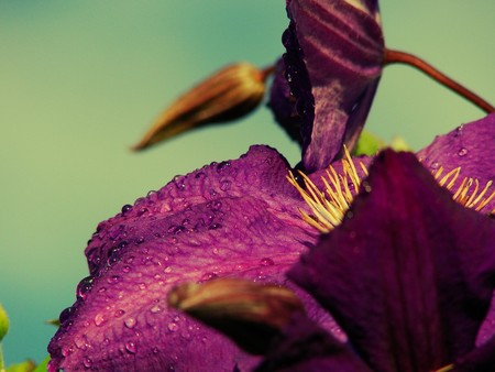 flower - flowers, nature