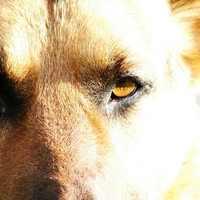 Dog eyes