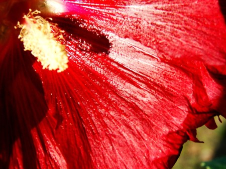 flower - nature, flowers