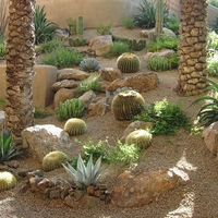 Arizona Cactus Garden