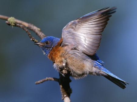 Western Bluebird - bird