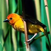 Golden Weaver, Kenya